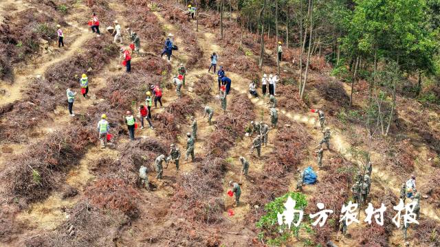 广东西江流域国土绿化示范项目启动
