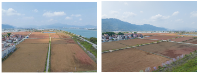 广东领头羊智慧农业有限公司沙浦种植基地