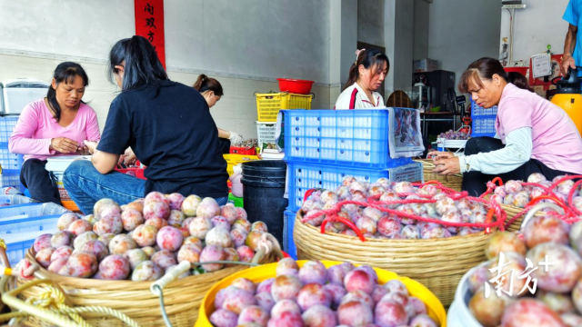 收购商聘请工人对果品进行分拣打包。