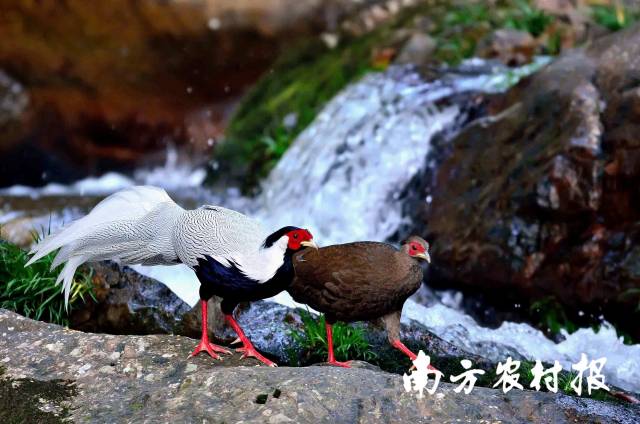 白鹇  摄于广东省乳阳林场  林文钦 摄