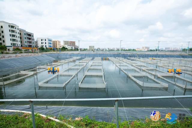 广东宝路生物科技有限公司育苗基地。