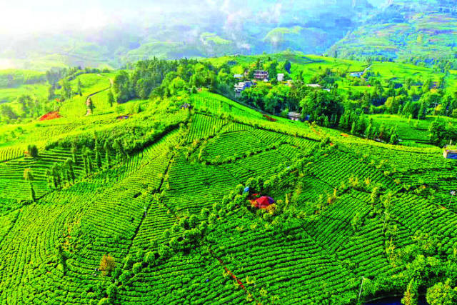 贵州省黔西南州普安县茶园遍布。
