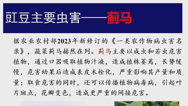 普通大蓟马的识别与防治技术