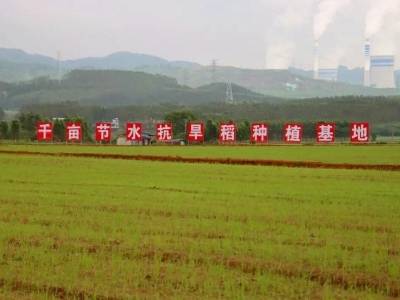 韶关浈江：撂荒地变身千亩良田 节水抗旱稻点亮粤北粮安路