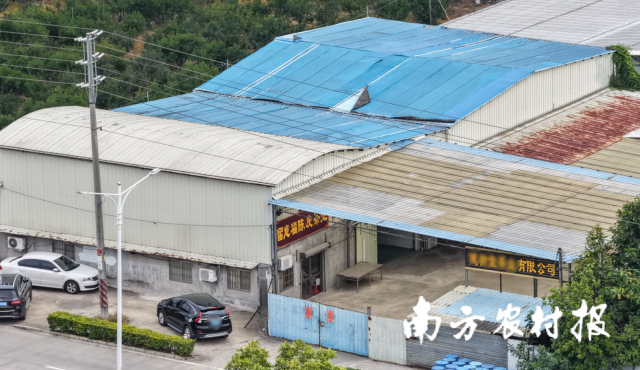 南方农村报记者实地拍摄江门市新会区留意福陈皮茶业有限公司现状。