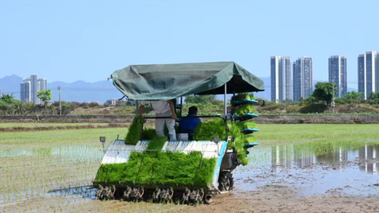 应种尽种、宜种则种！鼎湖唤醒“沉睡”土地端牢“饭碗”