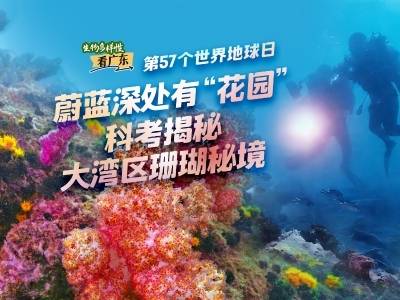 蔚蓝深处有“花园”，科考揭秘大湾区珊瑚秘境