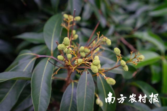 从化荔枝逐步进入膨果期。