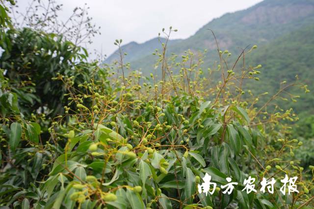 流溪红荔的坐果表现突出。