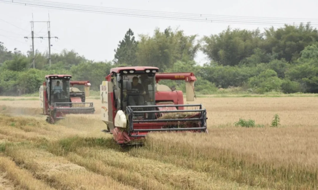 联合收割机在田间收割冬小麦。