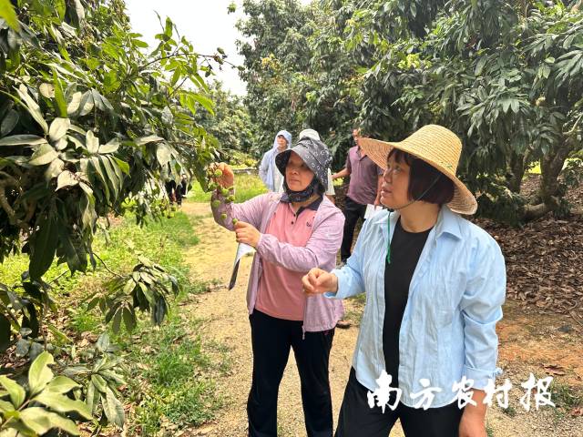 相关工作人员在荔枝园查看指导