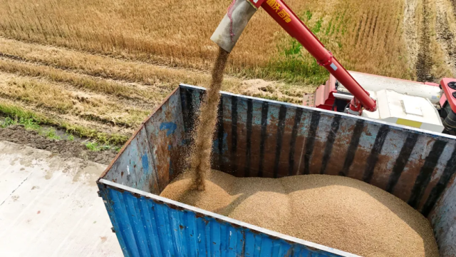 怀集冬小麦收割。