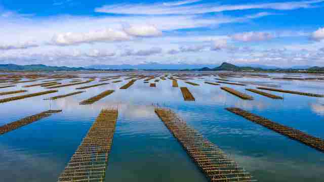 程村蚝养殖蚝排