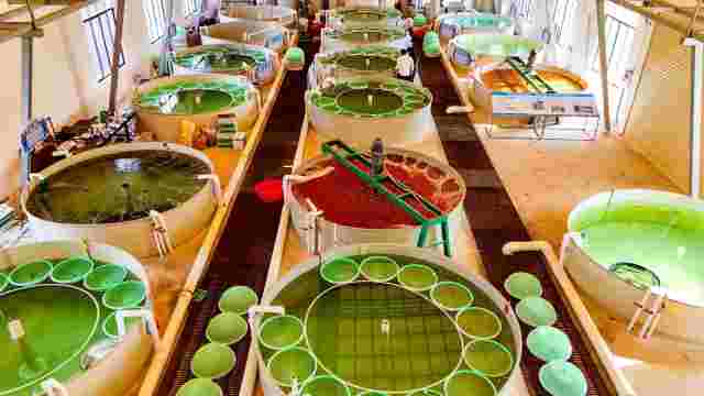 金源海洋生物有限公司掌握鱼卵研发技术优势