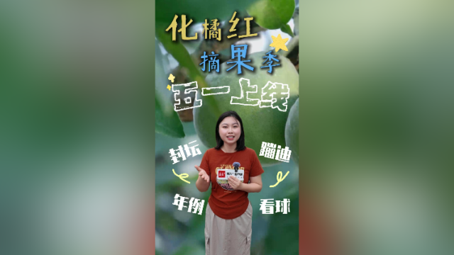 视频｜化橘红摘果季，五一上线！