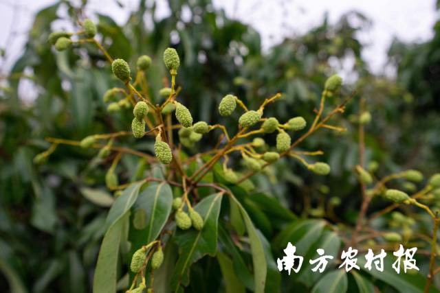 图为流溪红荔。