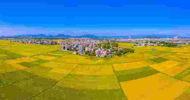 阳西县儒洞镇边海村“社村”合作稻田