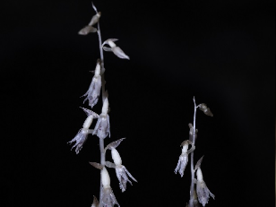 鼎湖山保护区首次发现没有叶绿素的“幽灵兰花”