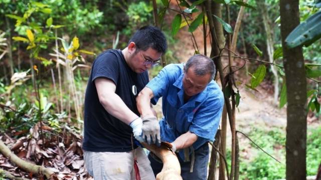 蹲点肇庆高要开桂季：在广东，如何把一棵“树”吃干榨尽｜珏察