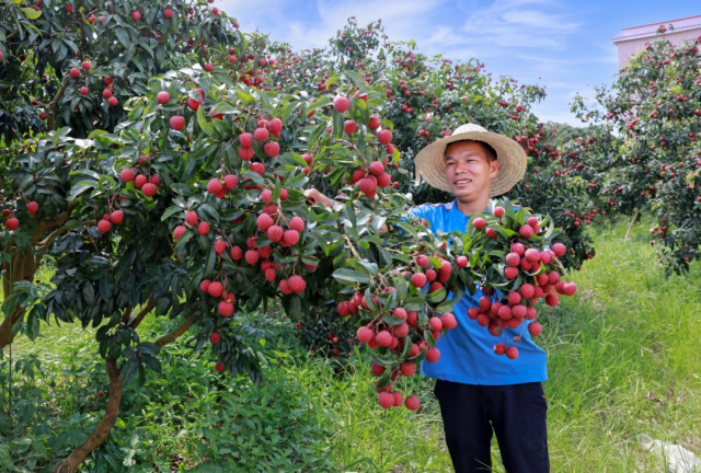 采摘荔枝的果农藏不住丰收的喜悦