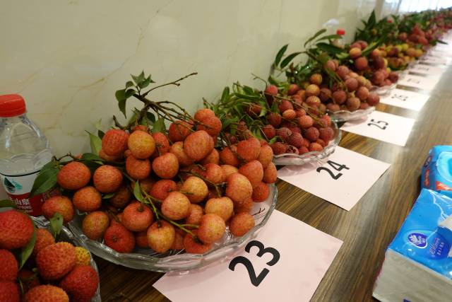 2025年6月21日，一场别有新意的荔枝种质资源展示活动在位于广东省农业科学院果树研究所的国家荔枝香蕉种质资源圃（广州）举办，现场展出荔枝优质品种及优异资源200多份。