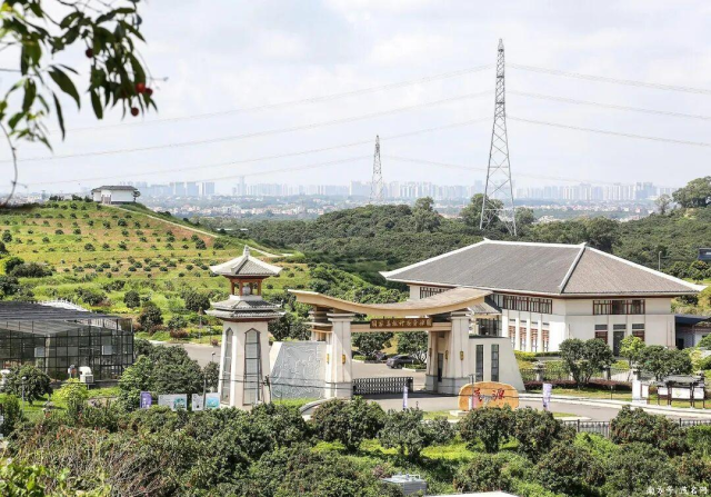 位于广东茂名的国荔枝种质资源圃