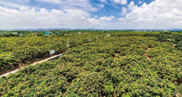 平南县石硖龙眼示范区