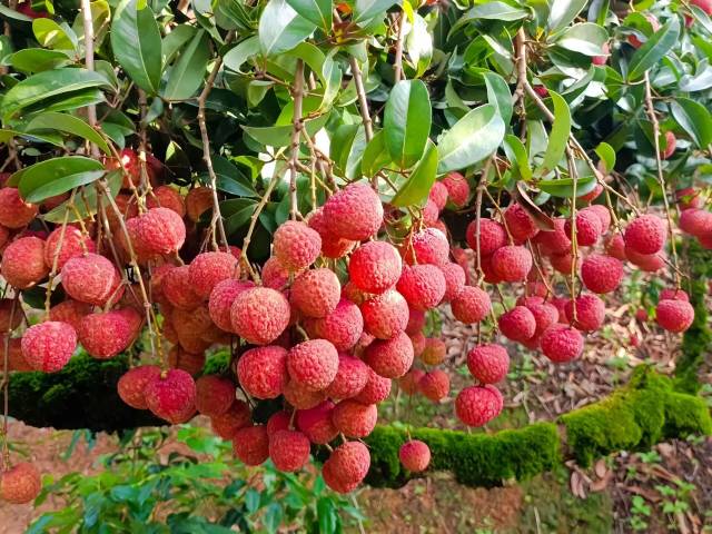 2025年，广西荔枝迎来大丰收。