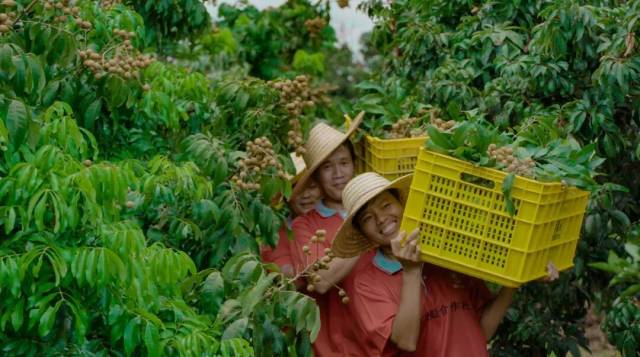 搬运龙眼的果农藏不住丰收的喜悦