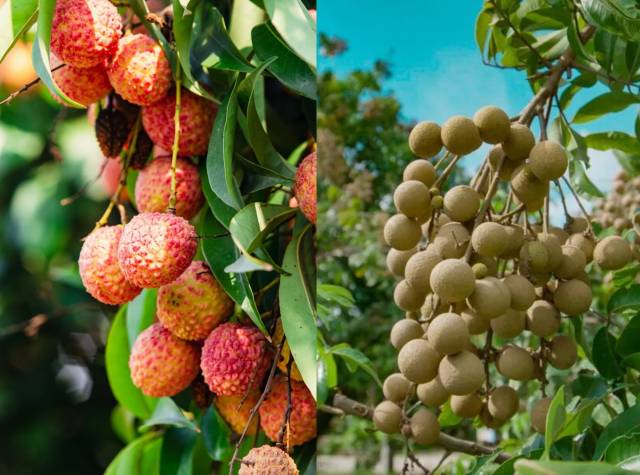 广西荔枝与龙眼