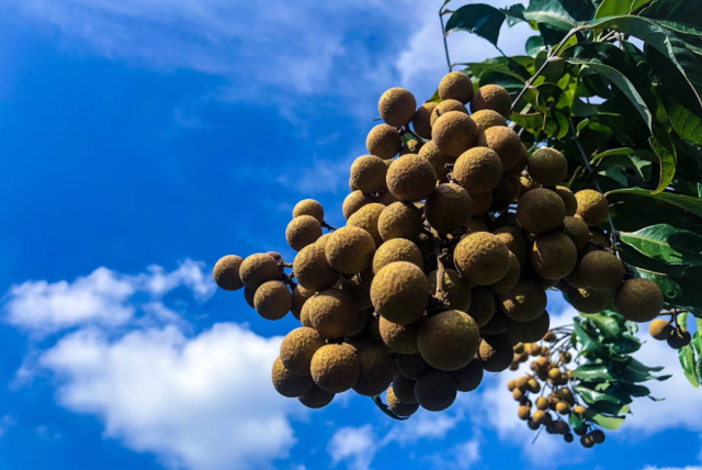 蓝天下的龙眼果茁壮成长