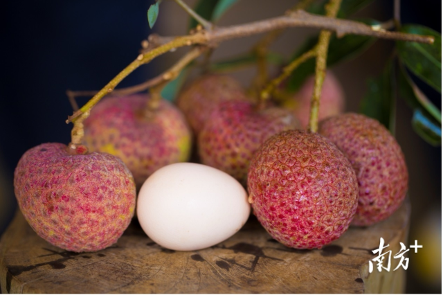 比鸡蛋还大的“仙桃荔”
