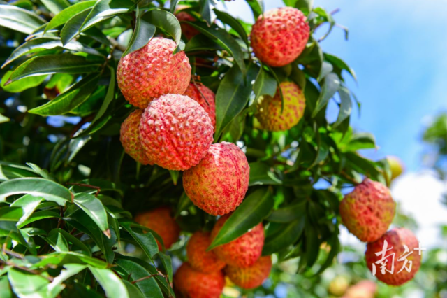 “迟美人”荔枝