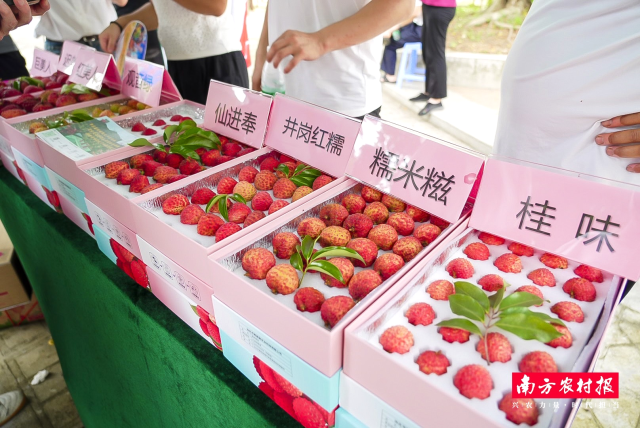 雷岭荔枝品种。 