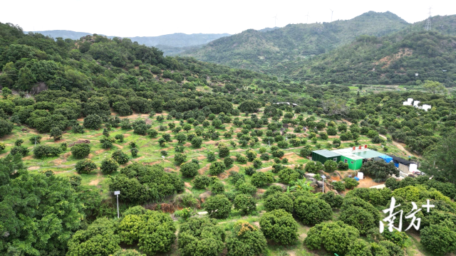 汕头市美荔景农业科技有限公司在雷岭镇建有高标准果园。  