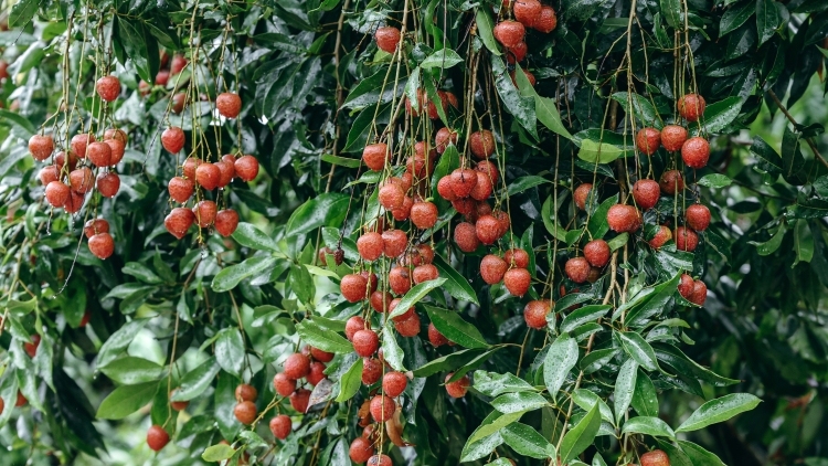 广东荔枝 “励志”故事