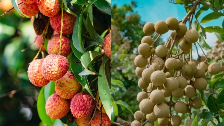 广西荔枝龙眼“突围记”