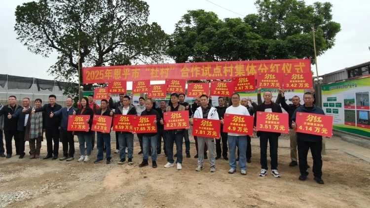 19个试点村喜获百万分红！恩平“社村”合作以改革为动力蹚出强村富民新路