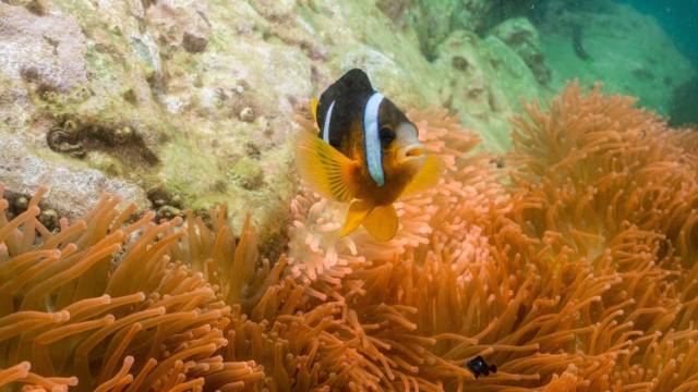 潜水去！到珠海美丽海湾找寻海底“花园”｜探绿广东