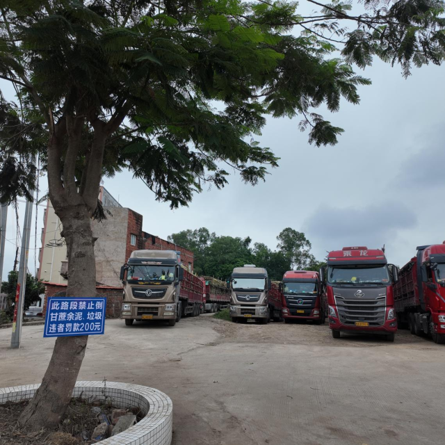 耀明糖厂门前空地上停着多辆运蔗货车。