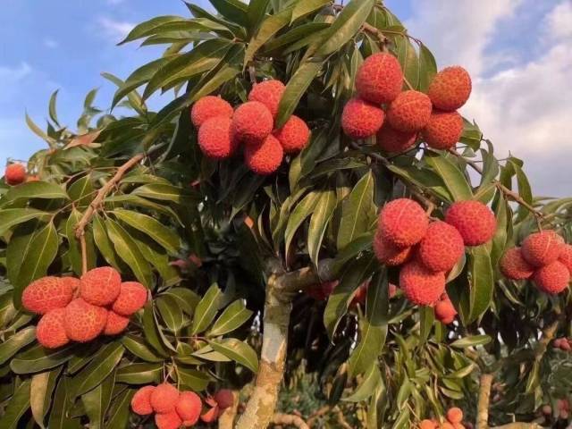 福建漳州的无核荔枝