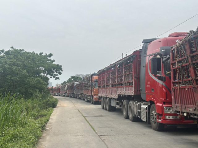 鉴江堤岸上等待进厂的运蔗车一眼望不到头。