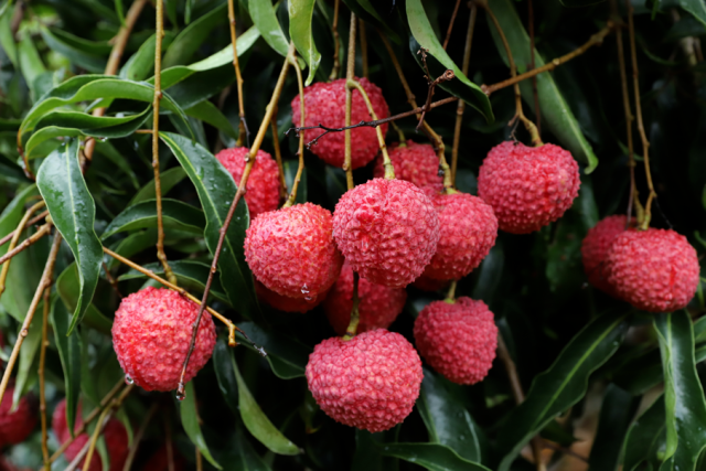 福建蜜丁香荔枝