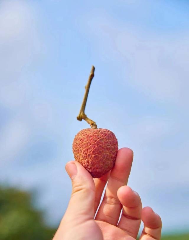 海南桂花香荔枝