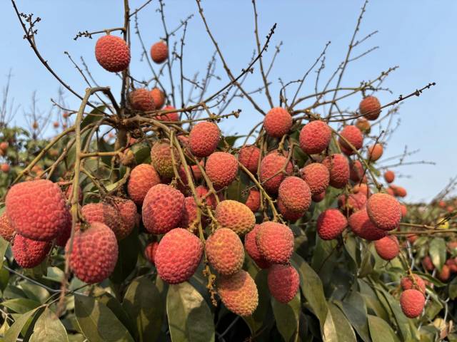 硕果累累的桂花香荔枝