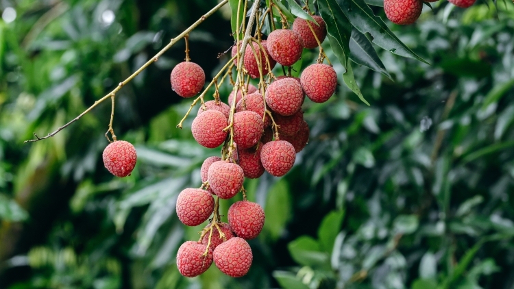 海南荔枝 唯快不破