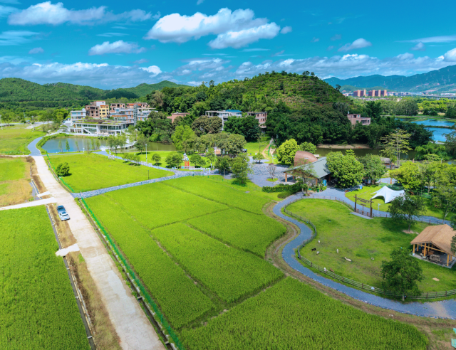 图为清城区东城街道新桥村