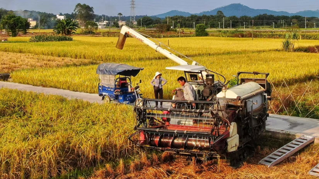 一六镇推进丝苗米产业标准化建设。