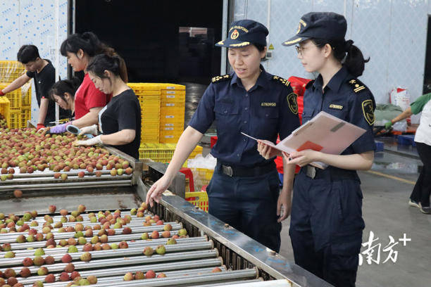 茂名荔枝出口企业基地，工人在生产线上分拣荔枝，茂名海关关员现场监管检疫。