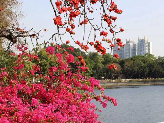 农行广州分行针对东山湖公园“东湖春晓”美景，创新便捷金融服务，助力打造文创产品售卖新场景。